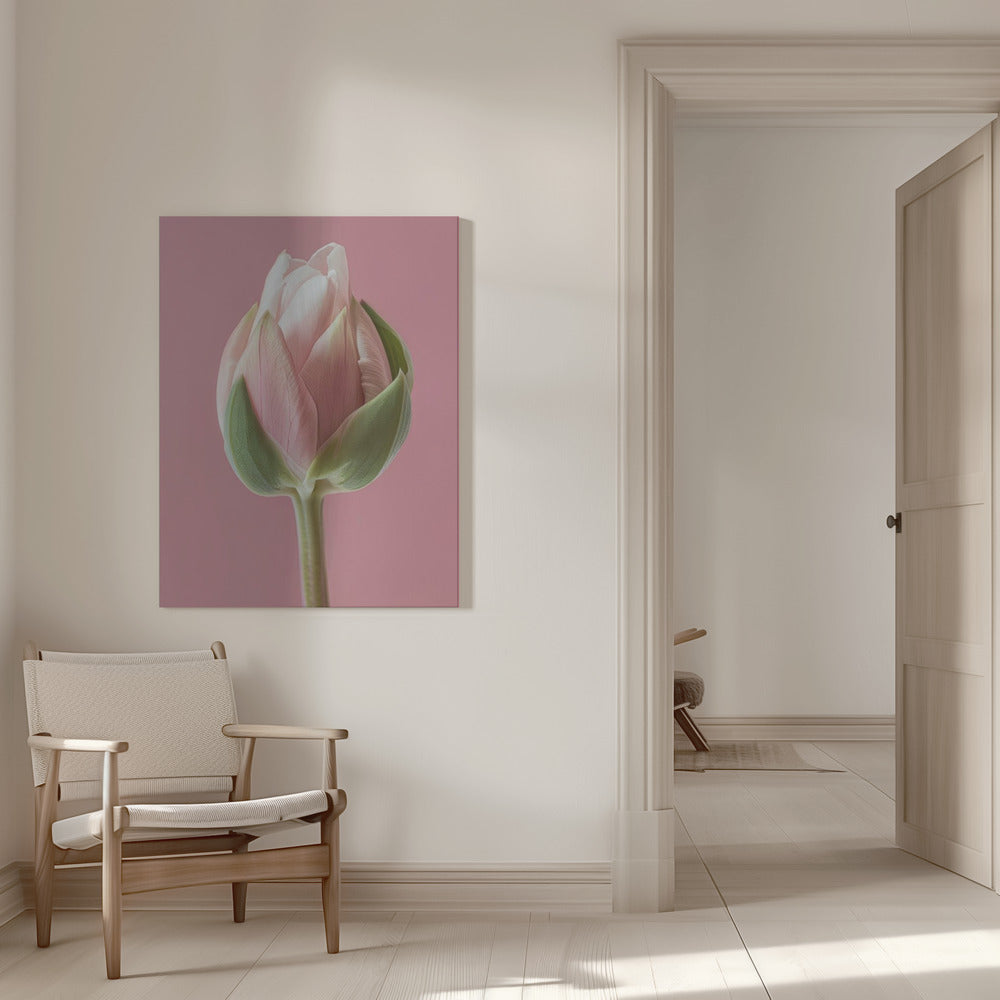 Wall art Pink Tulip