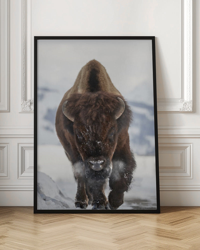 Wall art Bison Incoming Canvas Print