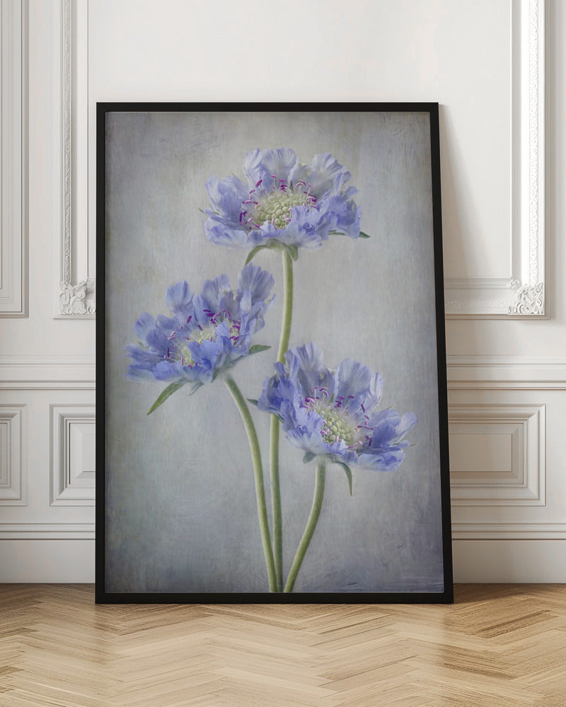 Wall art Scabiosa