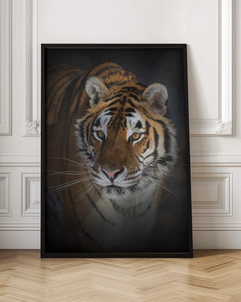 Wall art Portrait of a Siberian Tiger 36X48inch In White Floating Frame