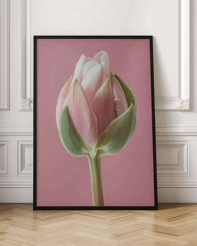 Wall art Pink Tulip