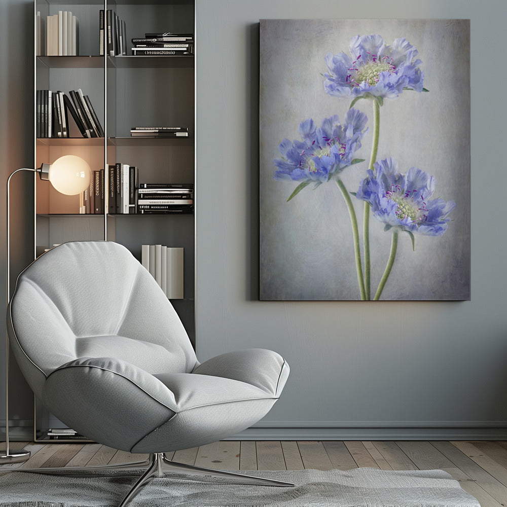 Wall art Scabiosa