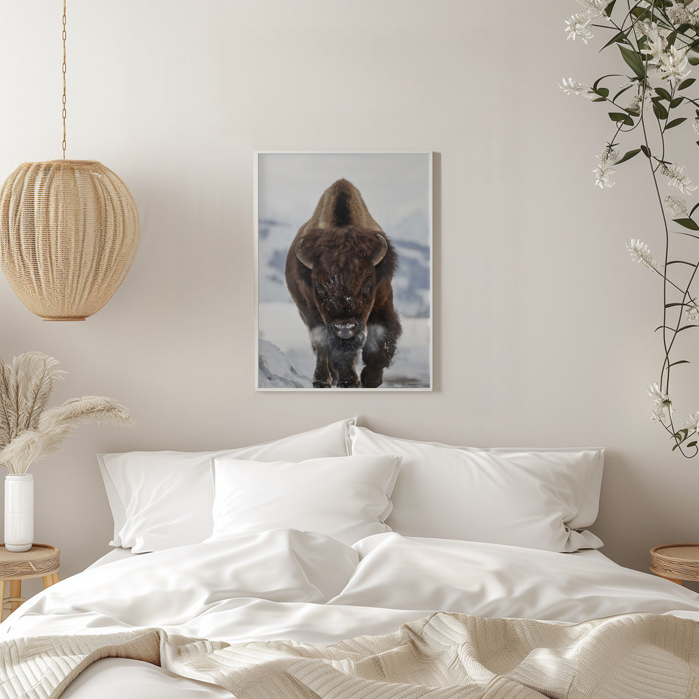 Wall art Bison Incoming Canvas Print