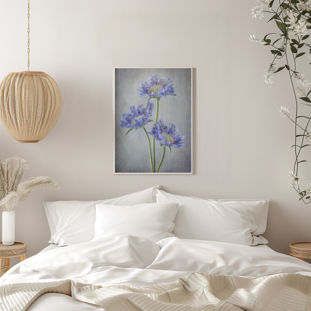 Wall art Scabiosa