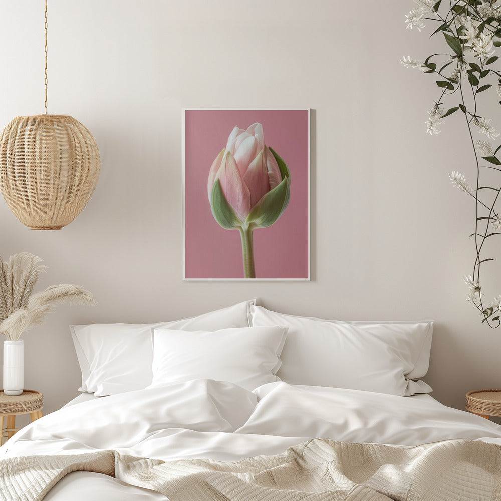 Wall art Pink Tulip