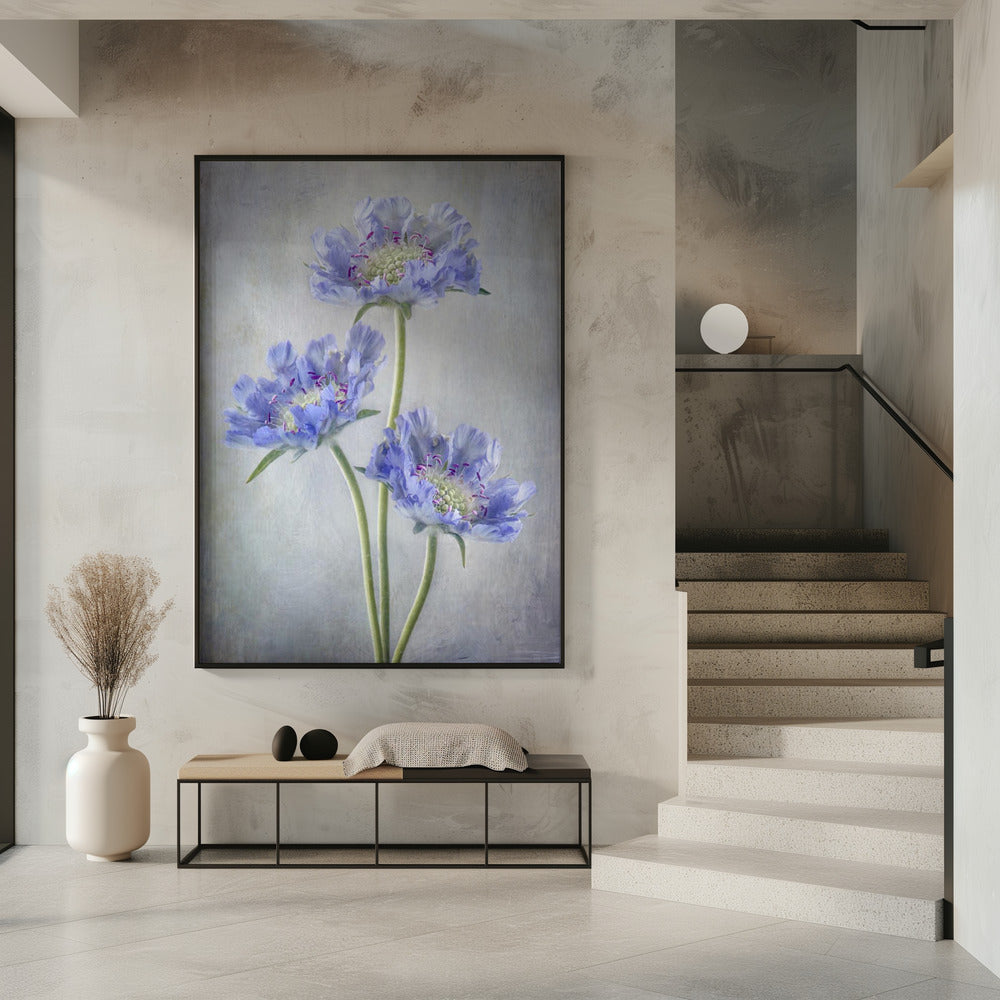 Wall art Scabiosa