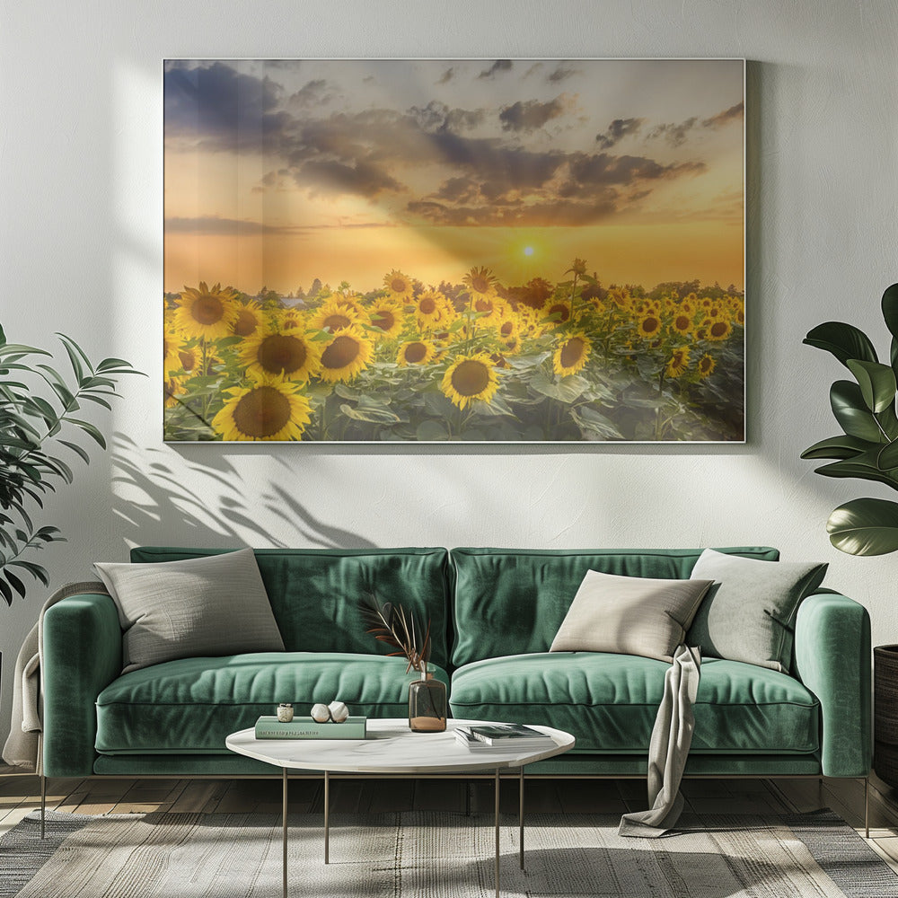 Wall art Sunflower field at sunset | Panoramic View