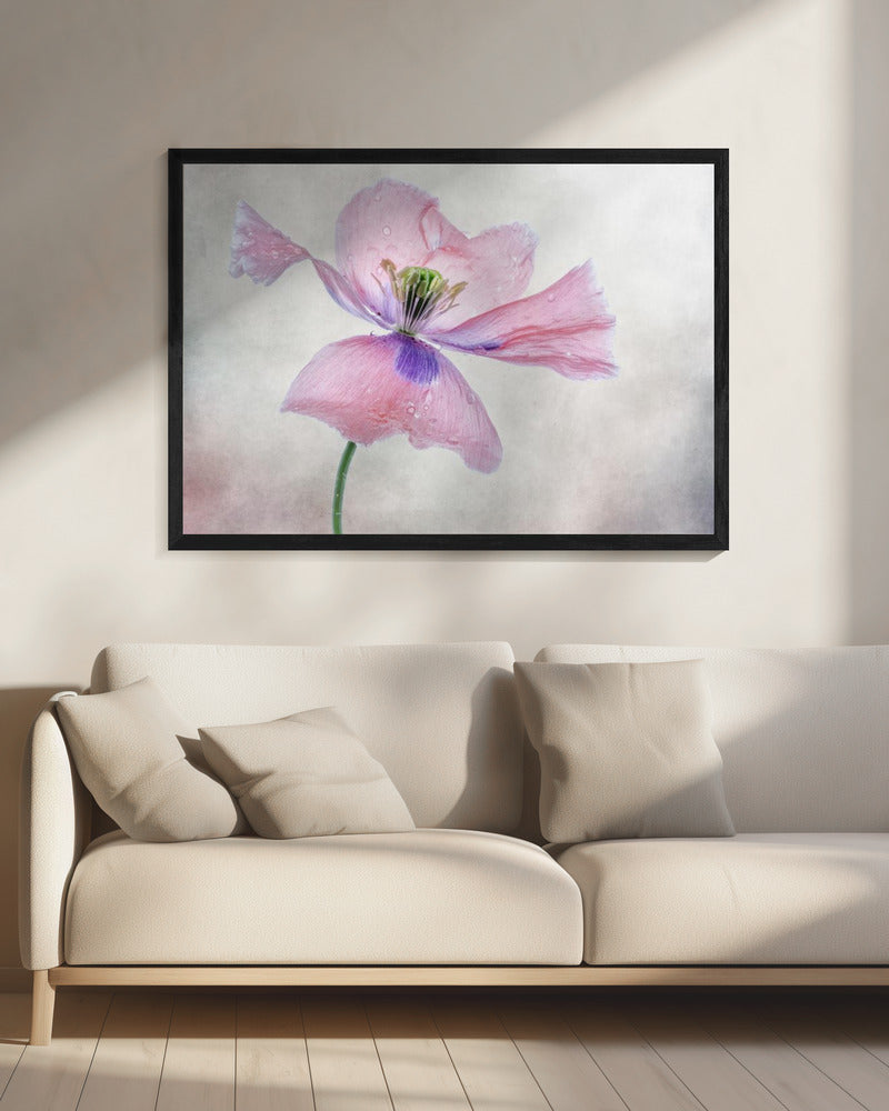 Wall art Pastel poppy