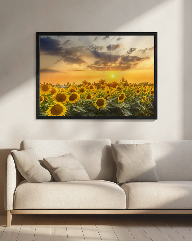 Wall art Sunflower field at sunset | Panoramic View