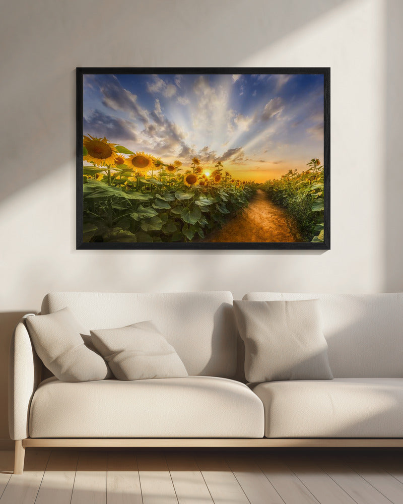 Landscape Photography Canvas Print-wall-art-path-through-the-sunflower-field-