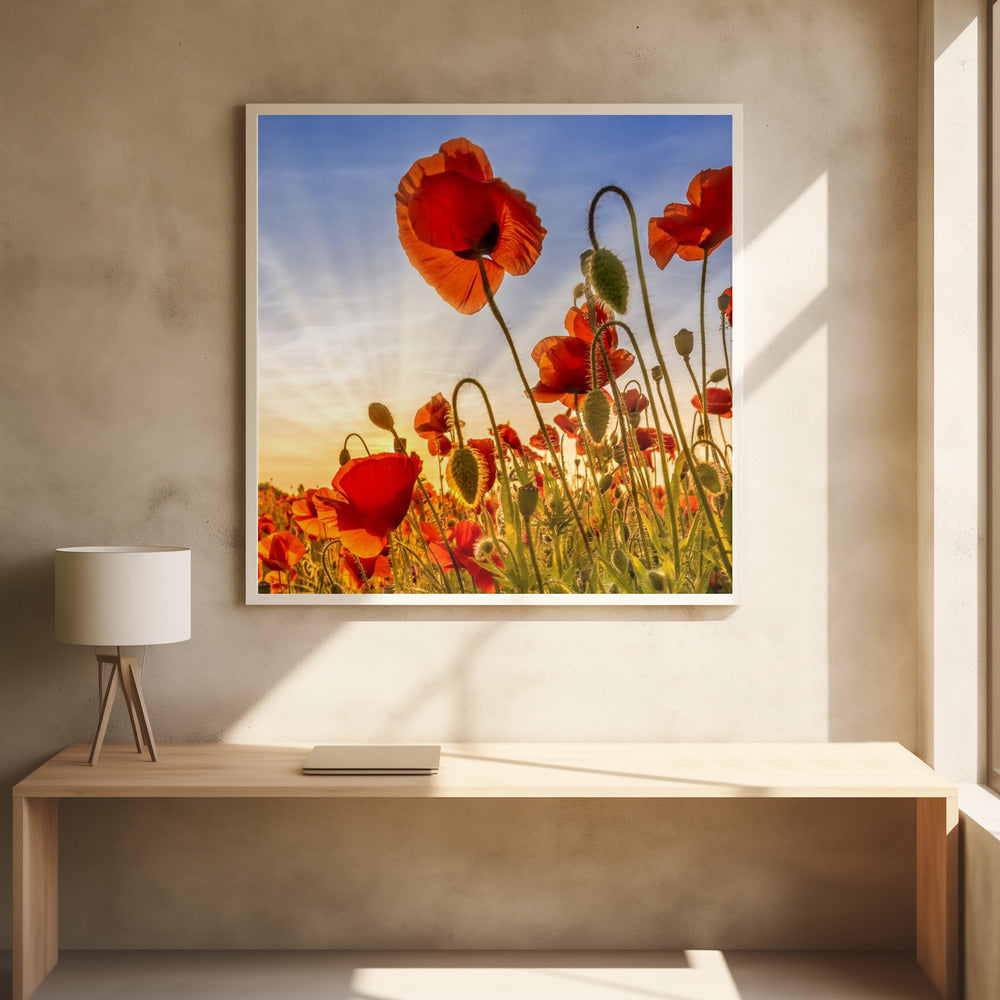 Landscape Photography Canvas Print-wall-art-fascinating-poppies-inches