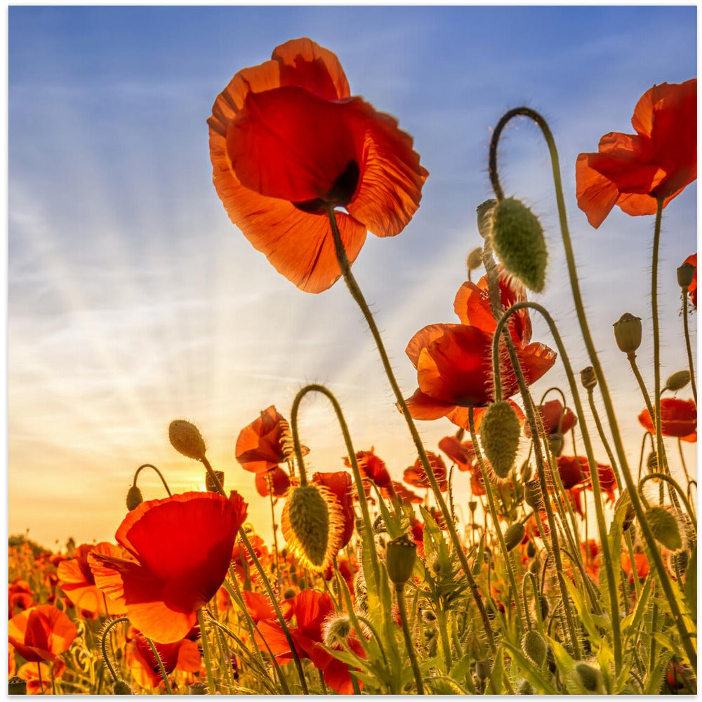 Landscape Photography Canvas Print-wall-art-fascinating-poppies-24X24inches