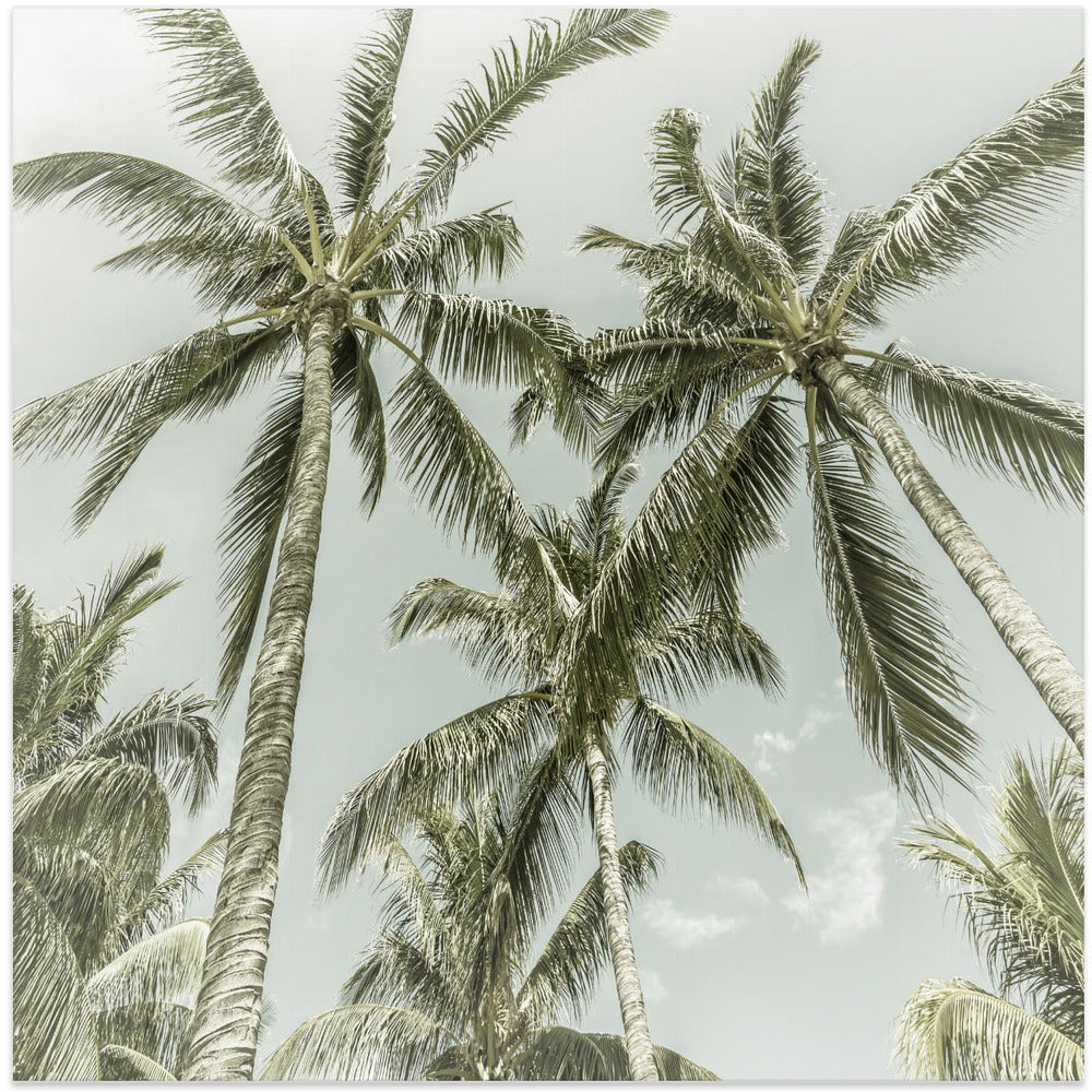 Wall art Lovely Vintage Palm Trees