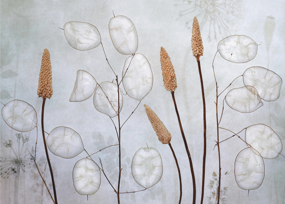 Wall art Lunaria