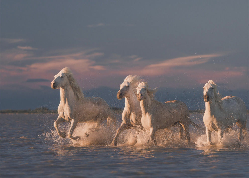 Wall art Angels of Camargue. Horses