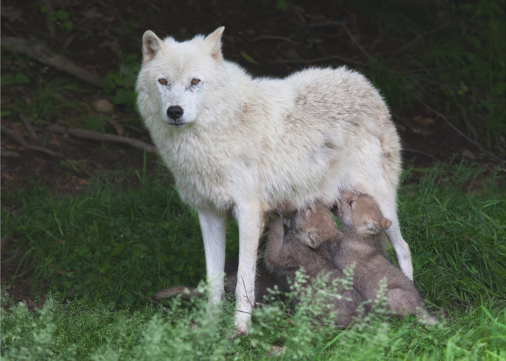 Wall art Arctic Wolves - Remus and Romulus