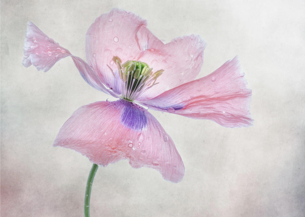 Wall art Pastel poppy