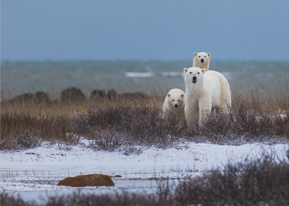 Wall art Mother bear with cubs, Hudson bay in the background