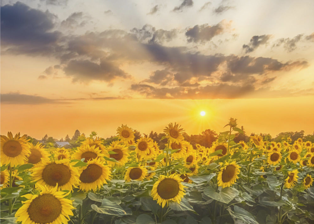 Wall art Sunflower field at sunset | Panoramic View