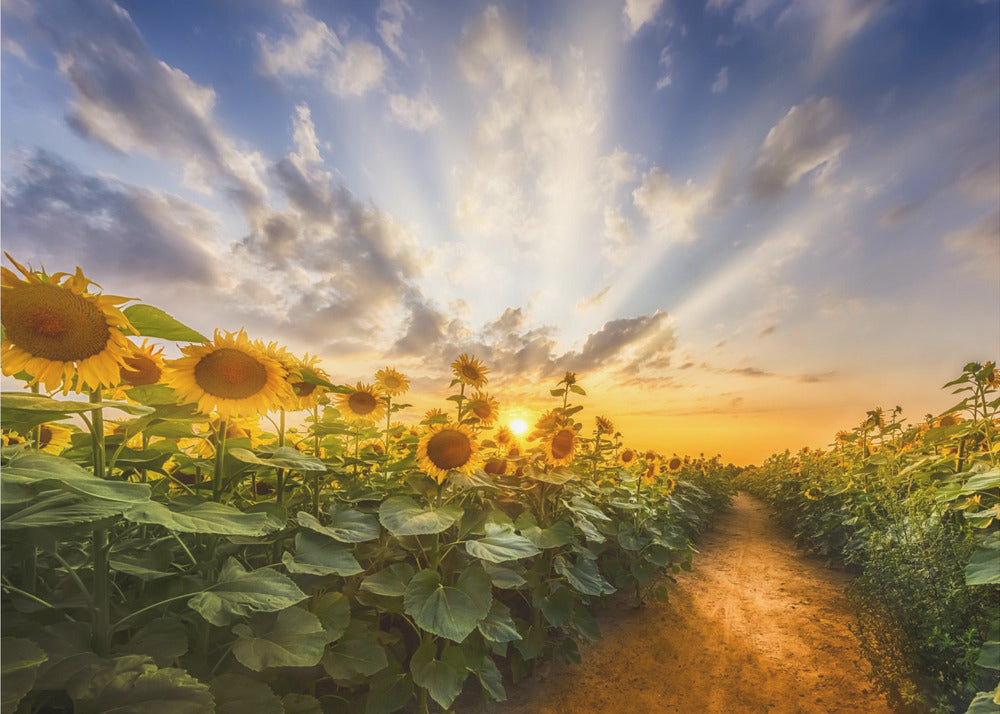 Landscape Photography Canvas Print-wall-art-path-through-the-sunflower-field-48X36