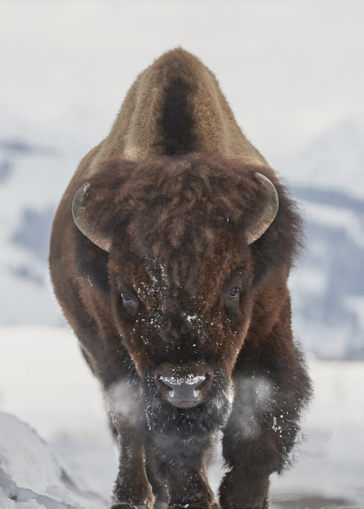 Wall art Bison Incoming Canvas Print