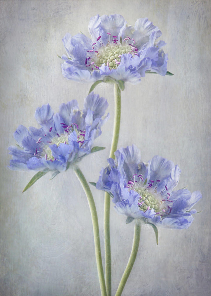 Wall art Scabiosa