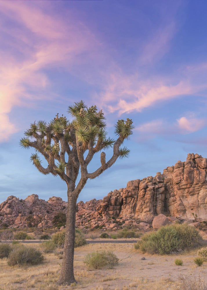 Landscape Photography Canvas Print-wall-art-joshua-tree-evening-atmosphere-24X36