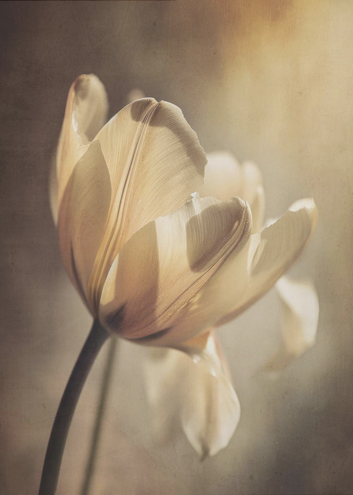 Wall art Pastel Tulip 24X36inch In White Floating Frame