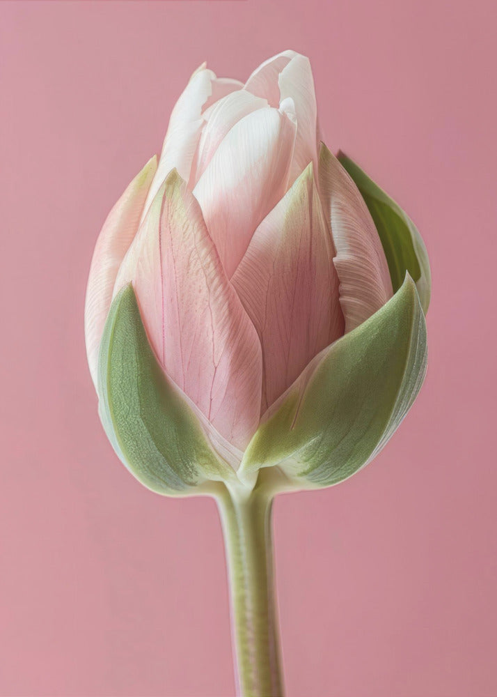 Wall art Pink Tulip