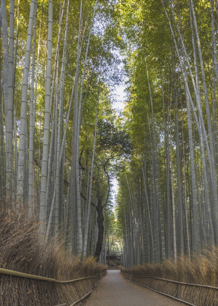 Landscape Photography Canvas Print-wall-art-mighty-arashiyama-bamboo-forest-24X36