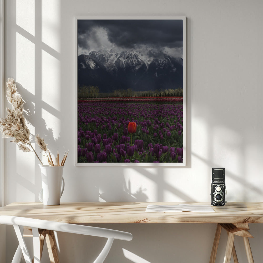 Wall art Tulip in Vancouver in White frame